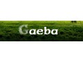 Détails : Gaeba